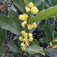 Гідролат лавра Laurus Nobilis Leaf Water, фото 2