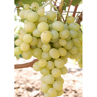 Саджанці винограду МУСКАТ ІТАЛІЇ пізнього терміну дозрівання