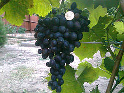Саджанці винограду ЛІТО ЧОРНЕ середнього терміну дозрівання