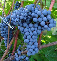 Саджанці винограду КРАСЕНЬ середнього терміну дозрівання