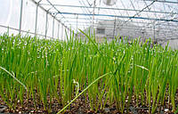 Правила вирощування відмінного врожаю: як поливати цибуля