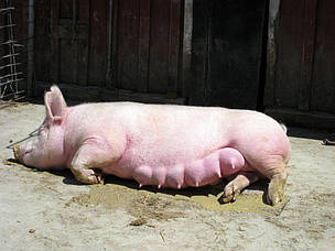 Штучне осіменіння свиней