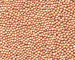 Гірчиця біла