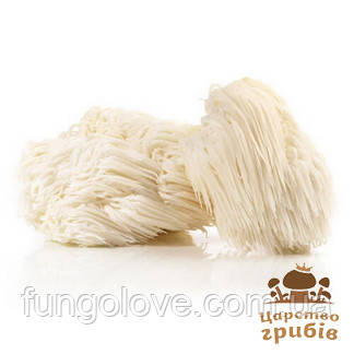 Геріцій гребінчастий (Їжовик) свіжий (Hericium erinaceus)., фото 1