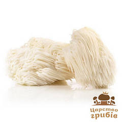 Геріцій гребінчастий (Їжовик) свіжий (Hericium erinaceus).