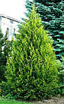 Туя західна Ауреоспіката, Thuja occidentalis 'Aureospicata', 160 см, фото 3