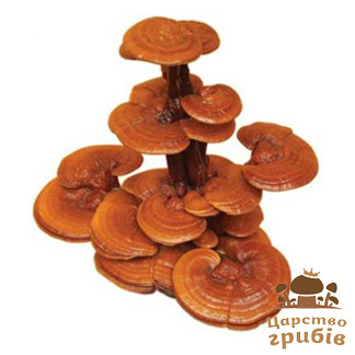 Свіжі гриби Рейші (Ganoderma lucidum).