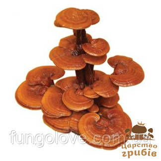 Свіжі гриби Рейші (Ganoderma lucidum).