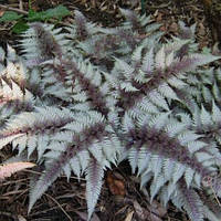 Папороть Red Beauty 1 рік, Папоротник / Кочедижник Ред Бьюти, Athyrium Red Beauty