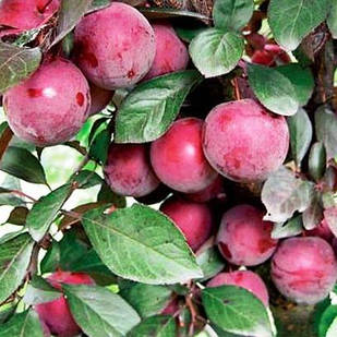 Саджанці Сливи Голлівуд - середнього терміну, солодка, невибаглива.