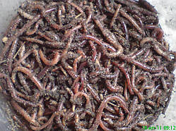 Каліфорнійські черв'яки - старателі 100грам