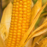 Насіння Кукурудзи ВН 63 ФАО 280 фр1 21,2 кг Вніс 2022р, фото 4