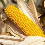 Насіння кукурудзи АМАРОК 300 (ФАО 330), ВНІС, фото 2