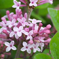 Сирень Джози (Syringa Josee)