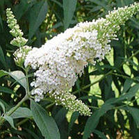 Будлея давида Снов Вайт (Snow White)