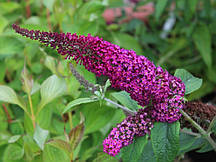 Буддея 51 Sugar Plum С2