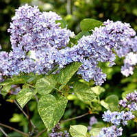 Бузок звичайний Аукубафоліа (Aucubaefolia) С2
