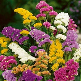 Статиця - насіння статици кермека