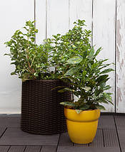 Горщик для квітів Keter 7 л. Cylinder Planter Small, коричневий, фото 2