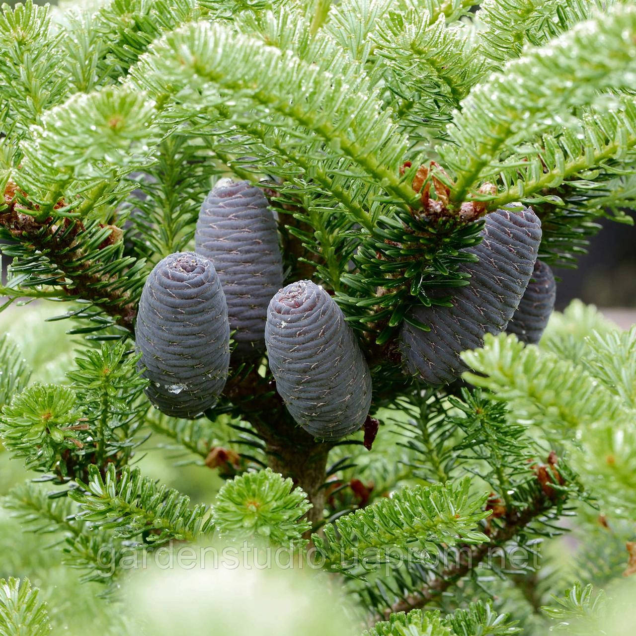 Пихта корейська Моллі (Abies koreana Molly)