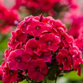 Флокс - семена флокса