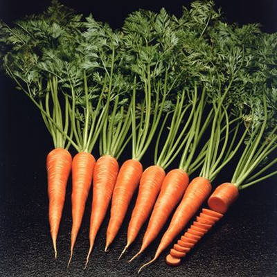 Насіння моркви пізньої "Каротан" F1 (1 р) від Rijk Zwaan, Голландія, фото 2
