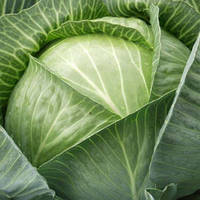 Насіння капусти Саксесор F1 (Succesor F1), 2500 шт, білокачанної середньо-пізній