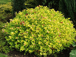 Саджанці японської спірея "Голдмаунт" Spiraea japonica 'Goldmound