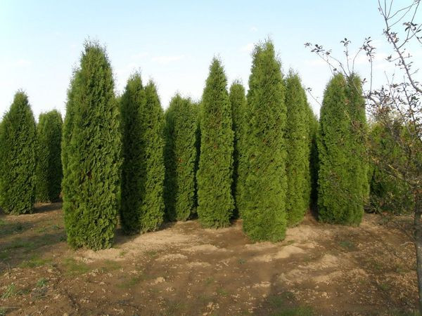 Туя західна "Колумна" (Thuja occidentalis 'Columna'), 3-4 м