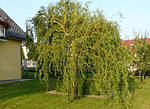 Верба китайська жовта, Salix matsuda 'Tortuosa', жовта 350 см, фото 4