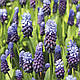 Мускарі Muscari Latifolium, 1 шт, фото 2