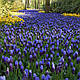 Мускарі Muscari Latifolium, 1 шт, фото 3