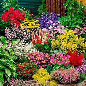 Квіткові суміші і сухоцвіти