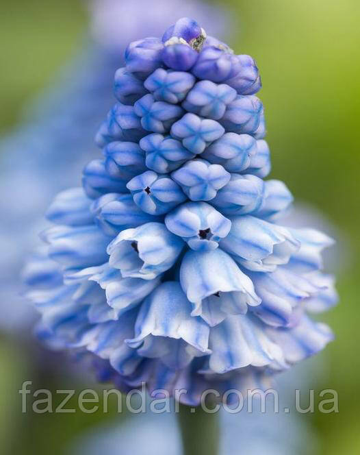 Мускарі Muscari Azureum, 1 шт