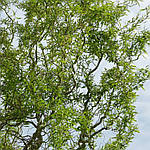 Верба китайська жовта, Salix matsuda 'Tortuosa', жовта 350 см, фото 6