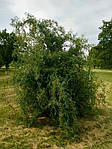 Іва китайська, Salix matsuda 'Tortuosa', 500 см, фото 5
