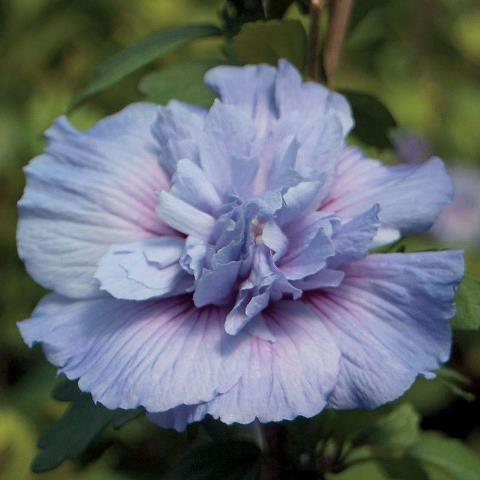 Гібіскус Сірий Блю Шифон (Hibiscus syriacus Blue Chiffon)