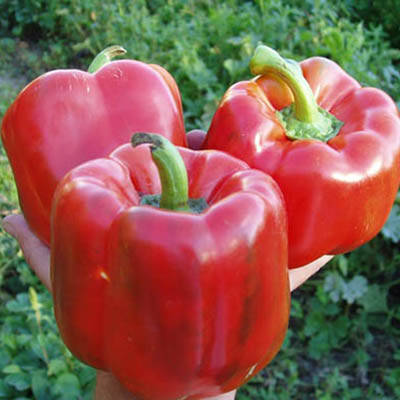 Насіння перцю раннього, солодкого "Геркулес" F1 (50 насінин) від Clause, Франція, фото 2