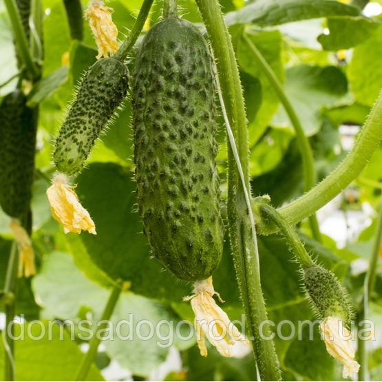 Огірок Мадрилене F1 |  Madrilene F1  Seminis 1000 насінин