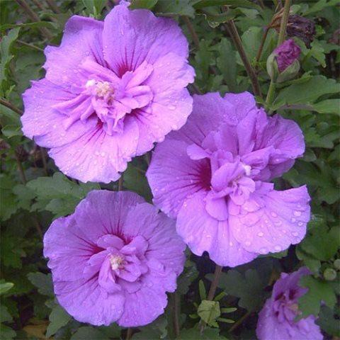 Гібіскус Сирій Лавендер Шифон (Hibiscus syriacus Lavender Chiffon)