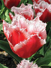 Тюльпан оторочений Canasta (Канаста), 3 цибулини, фото 2