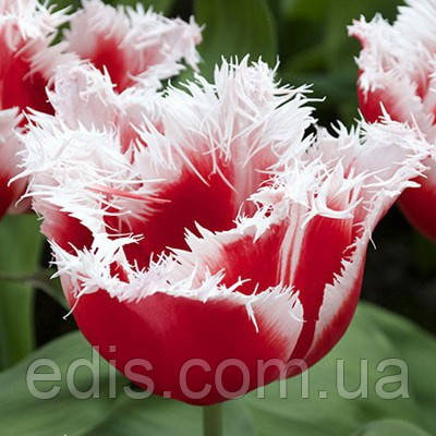 Тюльпан оторочений Canasta (Канаста), 3 цибулини, фото 1