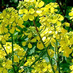 Гірчиця біла 1 кг