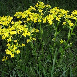 Гірчиця чорна розвіс