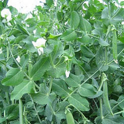 Горох Дамір 10 кг