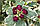 Гібіскустайський (Purpureus variegatus), фото 2