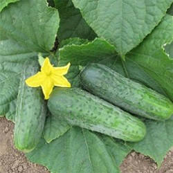 Насіння огірка Спарта F1 (Nunhems) 50 насінин — ультраранний гібрид (40-42 дні), фото 2