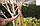 Бамбукова опора L 1,05 м д. 10-12мм. палка, стовбур для підв'язки рослин, фото 6