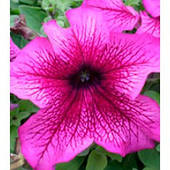 Петунія Вертуоз Plum 250 н.  д/з 11,20