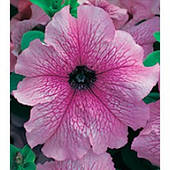 Петунія Вертуоз Девбері 250 н.  д/з 11,20